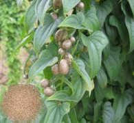 山藥豆大小分級篩專(zhuān)用設備直線(xiàn)篩