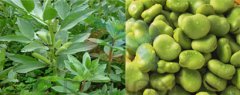 蠶豆直線(xiàn)振動(dòng)篩如何選擇合適直線(xiàn)篩分機
