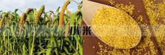 <b>篩分小米可以用直線(xiàn)振動(dòng)篩分機嗎</b>